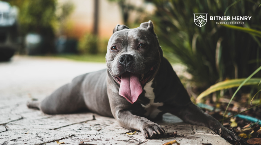 Do I Need to Tell My Insurance Company If My Dog Bites Someone?