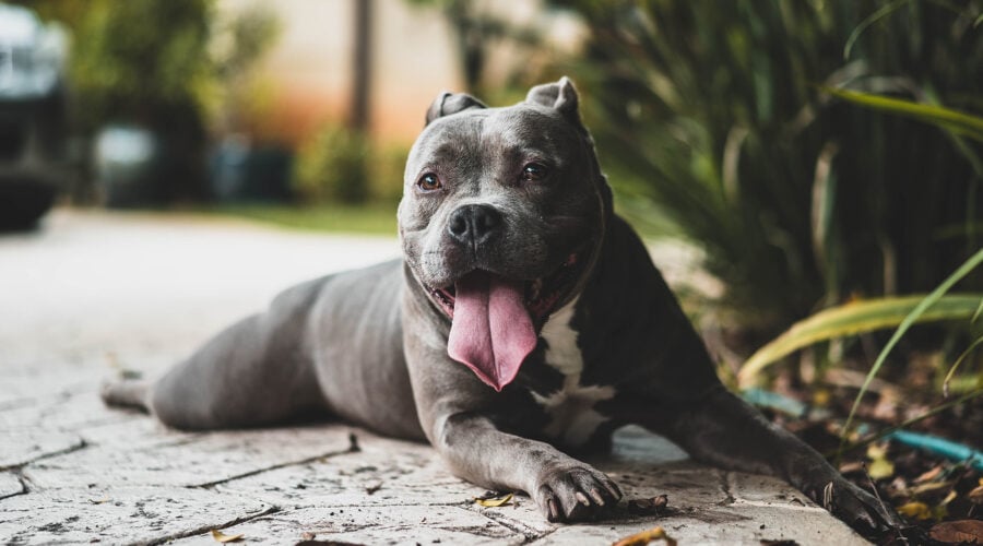 pitbull lying down