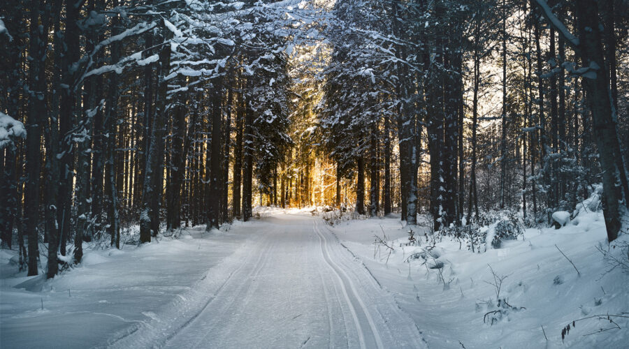 wintry road in the woods