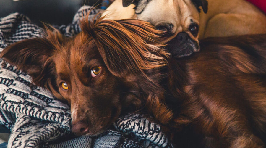 two friendly dogs