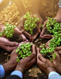 planting plants together Peoples' hands hold plants to the middle of the picture.