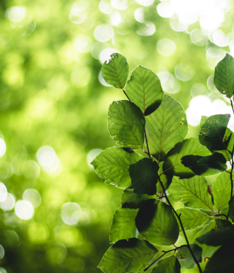Trees Healing sunlight through the tree leaves