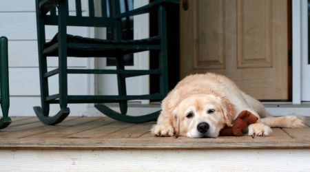A dog waits in a home