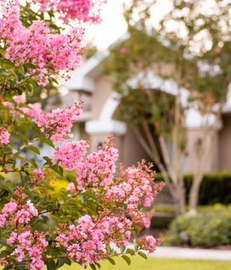 pink flowers and a home A bush of pink flowers stands outside of a sober home building