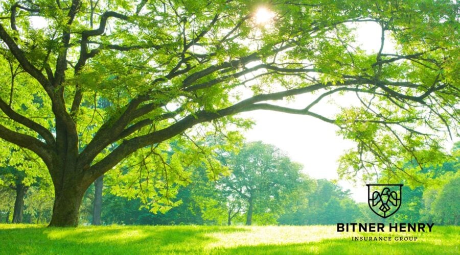 a tree stretches over a meadow. the bitner henry logo is in the bottom-right.