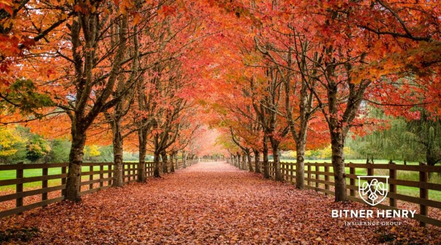 Fall with the bitner henry logo in the bottom right