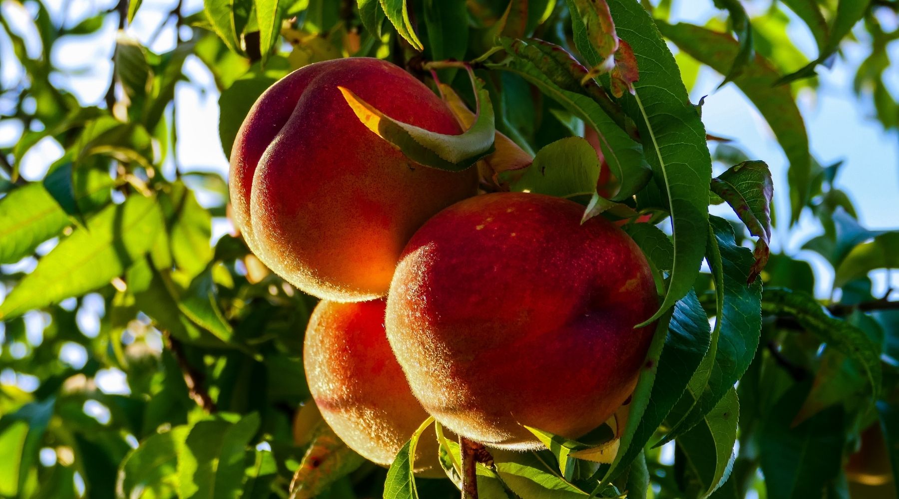 georgia peaches peaches on a branch