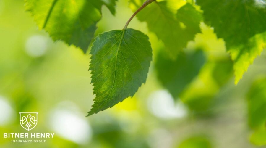 insurance renewal- a tree with green leaves. The bitner henry logo is in the bottom left.