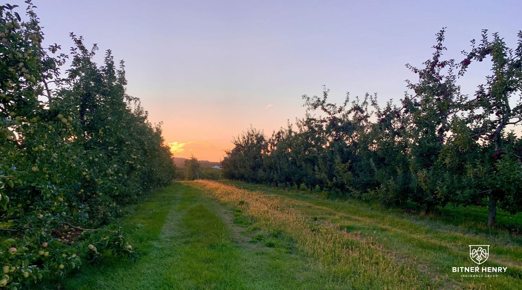 A pennsylvania road, surrounded by apple trees, with a sunset in the distance