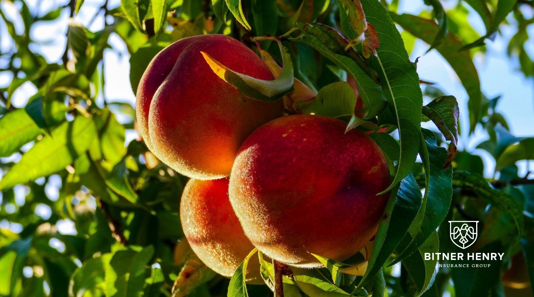 Georgia peaches hang from a Georgia tree. The Bitner Henry logo is in the bottom-right.