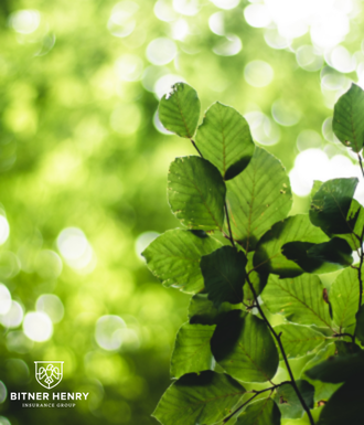 Healing sunlight through the tree leaves