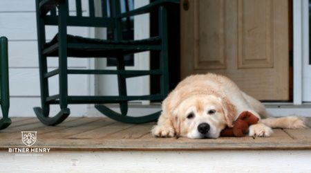 A dog waits in a home