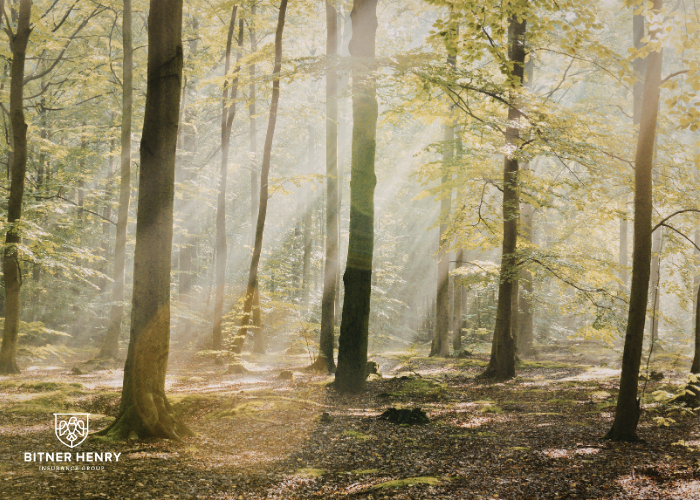 Sunlight through a forest, the Bitner Henry logo in the bottom left